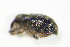  ( - BFB_Col_FK_9942)  @11 [ ] CreativeCommons - Attribution Non-Commercial Share-Alike (2015) Unspecified SNSB, Zoologische Staatssammlung Muenchen