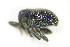  ( - BFB_Col_FK_9953)  @12 [ ] CreativeCommons - Attribution Non-Commercial Share-Alike (2015) Unspecified SNSB, Zoologische Staatssammlung Muenchen