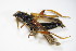  ( - BFB_Col_FK_9964)  @12 [ ] CreativeCommons - Attribution Non-Commercial Share-Alike (2015) Unspecified SNSB, Zoologische Staatssammlung Muenchen