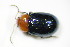  ( - BFB_Col_FK_9969)  @11 [ ] CreativeCommons - Attribution Non-Commercial Share-Alike (2015) Unspecified SNSB, Zoologische Staatssammlung Muenchen