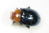  (Podagrica fuscipes - BFB_Col_FK_9970)  @13 [ ] CreativeCommons - Attribution Non-Commercial Share-Alike (2015) Unspecified SNSB, Zoologische Staatssammlung Muenchen