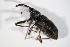  ( - BFB_Col_FK_10673)  @12 [ ] CreativeCommons - Attribution Non-Commercial Share-Alike (2015) Unspecified SNSB, Zoologische Staatssammlung Muenchen
