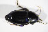  ( - BFB_Col_FK_10683)  @12 [ ] CreativeCommons - Attribution Non-Commercial Share-Alike (2015) Unspecified SNSB, Zoologische Staatssammlung Muenchen