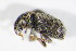  ( - BFB_Col_FK_10697)  @12 [ ] CreativeCommons - Attribution Non-Commercial Share-Alike (2015) Unspecified SNSB, Zoologische Staatssammlung Muenchen