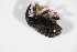  ( - BFB_Col_FK_10699)  @11 [ ] CreativeCommons - Attribution Non-Commercial Share-Alike (2015) Unspecified SNSB, Zoologische Staatssammlung Muenchen