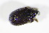  ( - BFB_Col_FK_10700)  @12 [ ] CreativeCommons - Attribution Non-Commercial Share-Alike (2015) Unspecified SNSB, Zoologische Staatssammlung Muenchen