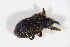  ( - BFB_Col_FK_10706)  @12 [ ] CreativeCommons - Attribution Non-Commercial Share-Alike (2015) Unspecified SNSB, Zoologische Staatssammlung Muenchen