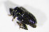  ( - BFB_Col_FK_10718)  @12 [ ] CreativeCommons - Attribution Non-Commercial Share-Alike (2015) Unspecified SNSB, Zoologische Staatssammlung Muenchen