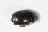  (Boragogethes rosenhaueri - BFB_Col_FK_10730)  @12 [ ] CreativeCommons - Attribution Non-Commercial Share-Alike (2015) Unspecified SNSB, Zoologische Staatssammlung Muenchen