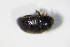  ( - BFB_Col_FK_10731)  @11 [ ] CreativeCommons - Attribution Non-Commercial Share-Alike (2015) Unspecified SNSB, Zoologische Staatssammlung Muenchen