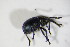  (Omphalapion laevigatum - BFB_Col_FK_10765)  @12 [ ] CreativeCommons - Attribution Non-Commercial Share-Alike (2015) Unspecified SNSB, Zoologische Staatssammlung Muenchen