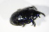  ( - BFB_Col_FK_10799)  @11 [ ] CreativeCommons - Attribution Non-Commercial Share-Alike (2015) Unspecified SNSB, Zoologische Staatssammlung Muenchen