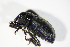  ( - BFB_Col_FK_10800)  @11 [ ] CreativeCommons - Attribution Non-Commercial Share-Alike (2015) Unspecified SNSB, Zoologische Staatssammlung Muenchen