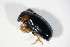  ( - BFB_Col_FK_10821)  @12 [ ] CreativeCommons - Attribution Non-Commercial Share-Alike (2015) Unspecified SNSB, Zoologische Staatssammlung Muenchen