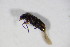  ( - BFB_Col_FK_10936)  @12 [ ] CreativeCommons - Attribution Non-Commercial Share-Alike (2015) Unspecified SNSB, Zoologische Staatssammlung Muenchen