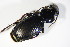  ( - BFB_Col_FK_10951)  @13 [ ] CreativeCommons - Attribution Non-Commercial Share-Alike (2015) Unspecified SNSB, Zoologische Staatssammlung Muenchen