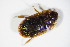  ( - BFB_Col_FK_10960)  @12 [ ] CreativeCommons - Attribution Non-Commercial Share-Alike (2015) Unspecified SNSB, Zoologische Staatssammlung Muenchen