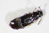  ( - BFB_Col_FK_10979)  @12 [ ] CreativeCommons - Attribution Non-Commercial Share-Alike (2015) Unspecified SNSB, Zoologische Staatssammlung Muenchen