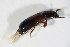  ( - BFB_Col_FK_10989)  @11 [ ] CreativeCommons - Attribution Non-Commercial Share-Alike (2015) Unspecified SNSB, Zoologische Staatssammlung Muenchen
