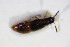  ( - BFB_Col_FK_10997)  @12 [ ] CreativeCommons - Attribution Non-Commercial Share-Alike (2015) Unspecified SNSB, Zoologische Staatssammlung Muenchen