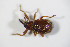  ( - BFB_Col_FK_11445)  @12 [ ] CreativeCommons - Attribution Non-Commercial Share-Alike (2015) Unspecified SNSB, Zoologische Staatssammlung Muenchen