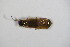  ( - BFB_Col_FK_11472)  @12 [ ] CreativeCommons - Attribution Non-Commercial Share-Alike (2015) Unspecified SNSB, Zoologische Staatssammlung Muenchen