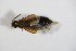  ( - BFB_Col_FK_11473)  @12 [ ] CreativeCommons - Attribution Non-Commercial Share-Alike (2015) Unspecified SNSB, Zoologische Staatssammlung Muenchen