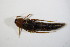  ( - BFB_Col_FK_11492)  @12 [ ] CreativeCommons - Attribution Non-Commercial Share-Alike (2015) Unspecified SNSB, Zoologische Staatssammlung Muenchen