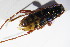  ( - BFB_Col_FK_12395)  @12 [ ] CreativeCommons - Attribution Non-Commercial Share-Alike (2015) Unspecified SNSB, Zoologische Staatssammlung Muenchen