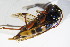  ( - BFB_Col_FK_12396)  @11 [ ] CreativeCommons - Attribution Non-Commercial Share-Alike (2015) Unspecified SNSB, Zoologische Staatssammlung Muenchen