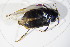  ( - BFB_Col_FK_12578)  @13 [ ] CreativeCommons - Attribution Non-Commercial Share-Alike (2015) Unspecified SNSB, Zoologische Staatssammlung Muenchen