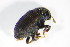  ( - BFB_Col_FK_12600)  @11 [ ] CreativeCommons - Attribution Non-Commercial Share-Alike (2015) Unspecified SNSB, Zoologische Staatssammlung Muenchen