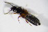  ( - BFB_Col_FK_12612)  @12 [ ] CreativeCommons - Attribution Non-Commercial Share-Alike (2015) Unspecified SNSB, Zoologische Staatssammlung Muenchen