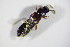  ( - BFB_Col_FK_12623)  @12 [ ] CreativeCommons - Attribution Non-Commercial Share-Alike (2015) Unspecified SNSB, Zoologische Staatssammlung Muenchen