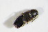  ( - BFB_Col_FK_7810)  @12 [ ] CreativeCommons - Attribution Non-Commercial Share-Alike (2015) Unspecified SNSB, Zoologische Staatssammlung Muenchen