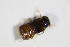  ( - BFB_Col_FK_7849)  @12 [ ] CreativeCommons - Attribution Non-Commercial Share-Alike (2015) Unspecified SNSB, Zoologische Staatssammlung Muenchen