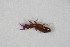  ( - BFB_Col_FK_11500)  @12 [ ] CreativeCommons - Attribution Non-Commercial Share-Alike (2015) Unspecified SNSB, Zoologische Staatssammlung Muenchen