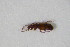  ( - BFB_Col_FK_11504)  @12 [ ] CreativeCommons - Attribution Non-Commercial Share-Alike (2015) Unspecified SNSB, Zoologische Staatssammlung Muenchen