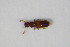  ( - BFB_Col_FK_11505)  @12 [ ] CreativeCommons - Attribution Non-Commercial Share-Alike (2015) Unspecified SNSB, Zoologische Staatssammlung Muenchen