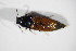  ( - BFB_Col_FK_11559)  @12 [ ] CreativeCommons - Attribution Non-Commercial Share-Alike (2015) Unspecified SNSB, Zoologische Staatssammlung Muenchen