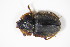  ( - BFB_Col_FK_11574)  @11 [ ] CreativeCommons - Attribution Non-Commercial Share-Alike (2015) Unspecified SNSB, Zoologische Staatssammlung Muenchen