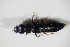  ( - BFB_Col_FK_11579)  @11 [ ] CreativeCommons - Attribution Non-Commercial Share-Alike (2015) Unspecified SNSB, Zoologische Staatssammlung Muenchen