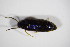 ( - BFB_Col_FK_11584)  @11 [ ] CreativeCommons - Attribution Non-Commercial Share-Alike (2015) Unspecified SNSB, Zoologische Staatssammlung Muenchen