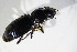  ( - BFB_Col_FK_11592)  @13 [ ] CreativeCommons - Attribution Non-Commercial Share-Alike (2015) Unspecified SNSB, Zoologische Staatssammlung Muenchen