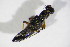  ( - BFB_Col_FK_11613)  @11 [ ] CreativeCommons - Attribution Non-Commercial Share-Alike (2015) Unspecified SNSB, Zoologische Staatssammlung Muenchen