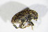  ( - BFB_Col_FK_11636)  @11 [ ] CreativeCommons - Attribution Non-Commercial Share-Alike (2015) Unspecified SNSB, Zoologische Staatssammlung Muenchen