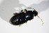  ( - BFB_Col_FK_11654)  @12 [ ] CreativeCommons - Attribution Non-Commercial Share-Alike (2015) Unspecified SNSB, Zoologische Staatssammlung Muenchen