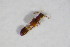  ( - BFB_Col_FK_11670)  @12 [ ] CreativeCommons - Attribution Non-Commercial Share-Alike (2015) Unspecified SNSB, Zoologische Staatssammlung Muenchen