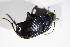  ( - BFB_Col_FK_11690)  @13 [ ] CreativeCommons - Attribution Non-Commercial Share-Alike (2015) Unspecified SNSB, Zoologische Staatssammlung Muenchen