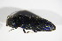  ( - BFB_Col_FK_11786)  @11 [ ] CreativeCommons - Attribution Non-Commercial Share-Alike (2015) Unspecified SNSB, Zoologische Staatssammlung Muenchen
